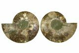 Large Cut & Polished Ammonite Fossil - Madagasar #359526-1